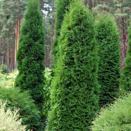 Thuja occidentalis 'Boothii' - Harilik elupuu 'Boothii' C1/1L